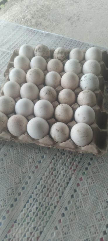 kirpi eti satışı: Təbii kənd yumurtası – 30-luq viyadda - Ağ rəngli, müxtəlif ölçülü — 1