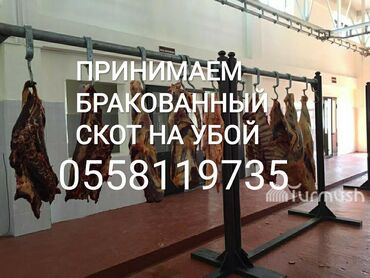802 объявлений | ЖИВОТНЫЕ: Куплю | Коровы, быки | На забой, на мясо