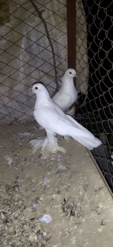 Птицы: Когучкон, голуби, кабутар — 8