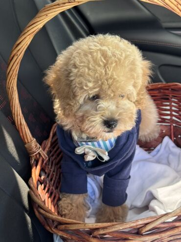 Услуги ветеринара: Продаем в хорошие, заботливые руки мини-пудель, девочка, 7 месяцев( — 8