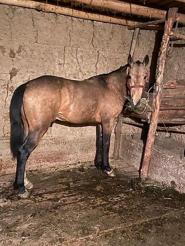 Лошади, кони: Продаю | Жеребец | Рабочий — 2