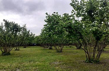 Ağaclar: Fındıq bağı – məhsuldar, baxımlı sahə - Mədəni fındıq kolları — 9