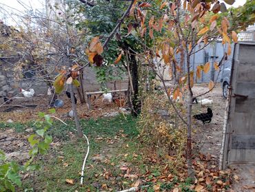 Bağ evlərinin satışı: Şirvan, 130 kv. m, 3 otaqlı, Hovuzsuz, Qaz, İşıq, Su — 10