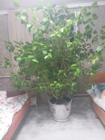 растение: Крупное комнатное растение с пышной зеленой листвой, подходящее для