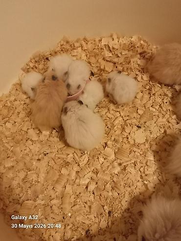 sabuncu toyuq bazari: Hamster satılır ünvan merdekan şüvəlan vatsap nomresi 0515913288 — 9