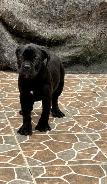 İtlər: Kane-Korso — 21