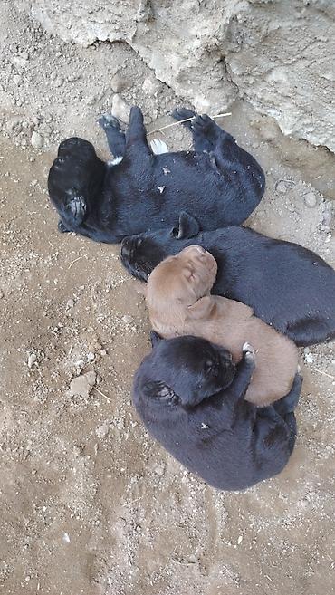 afcarka balası: 20 günlük labrador balalarıdı — 5