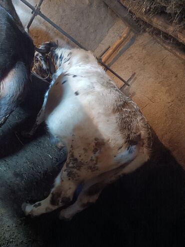 Коровы, быки: Продаю | Бык (самец) | На откорм | Привязанные — 1