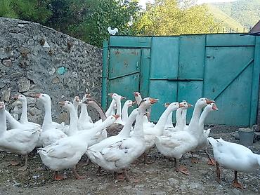 ördək balası və cücə: Salam 20 ədəd Linda qazlardır 5 aylıqdılar 4 kq çəkiləri var 25 — 2