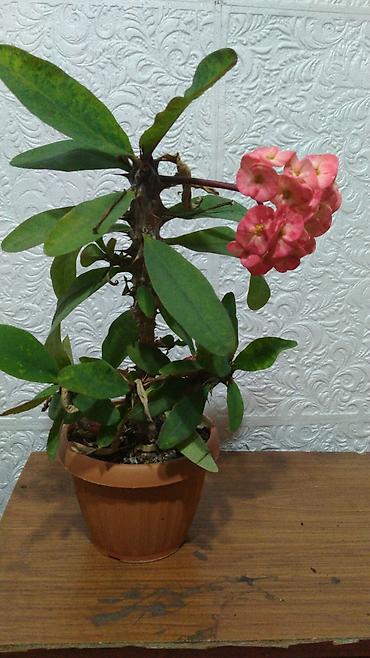 1001 роза: Молочай Милла (Euphorbia milii) — комнатное суккулентное растение с — 5