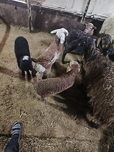 Баран, овца: Продаю | Ягненок | Для разведения | Матка — 1