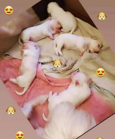 Psi: Na prodaju stenci mesanci maltezera i patuljastog spica sa odlicnom — 7