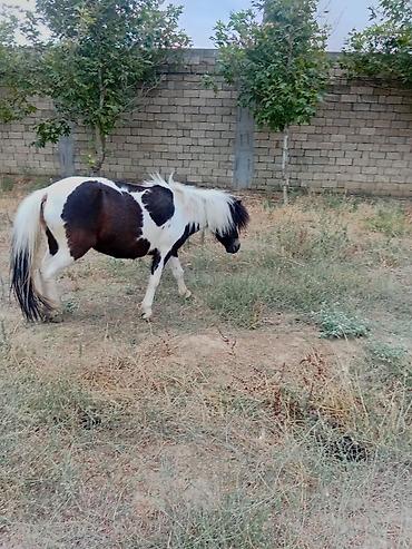 ev heyvanları satışı: Poni satılır dişi — 1