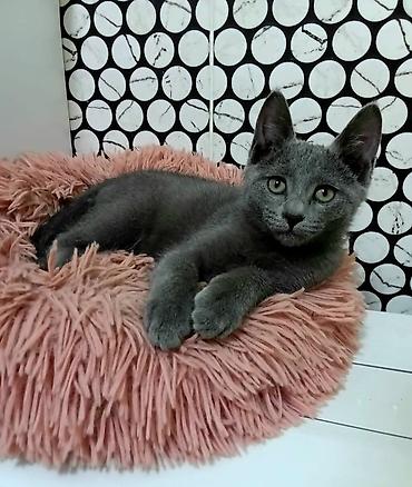 свинкс кошки: Скотиш Страйт (Шотландская прямоухая), 2 месяца, Девочка, Голубой — 2