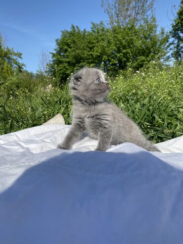 продажа домашних животных: Продаются чистокровные шотландские котята Skottish fold и Skottish