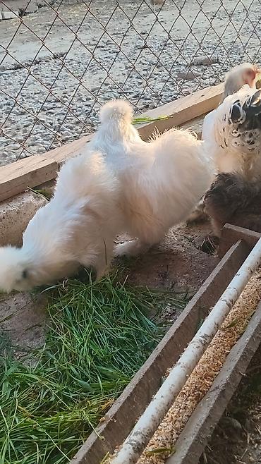 Toyuqlar: Toyuq, Damazlıq — 7