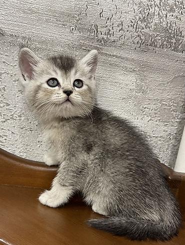 шоти: Шотландские котята (Scottish) — очаровательные малыши с крупными — 2