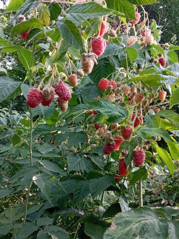 Фрукты и ягоды: Семена и саженцы Платная доставка