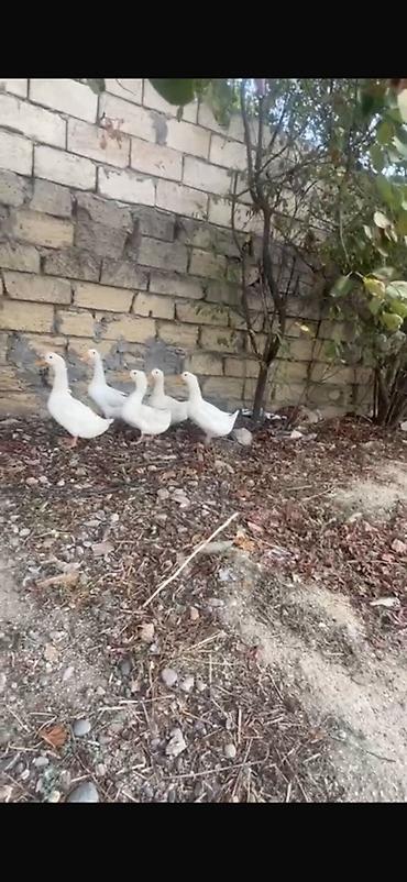bala ördək: Öz həyətimdə saxlamışam pul lazımdır 1 erkey 3 dişi qalıb🦆🦆 - Növ: Ağ — 1