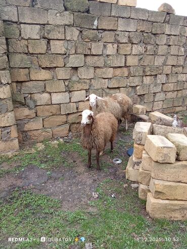 Qoyunlar, qoçlar: 3 qoyun 1 quzu satılır biri ana baladir dişi bala ilə kom 1.150 — 8