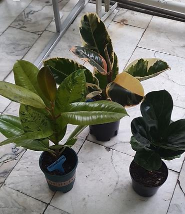 Другие комнатные растения: Продам комнатные цветы, в хорошем грунте, не тепличные, ухоженные — 16