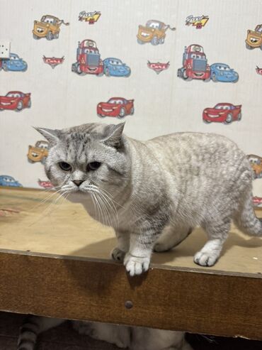 Pişiklər: Britan — 7