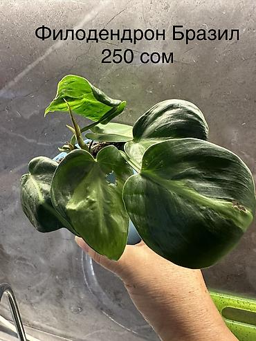 Другие комнатные растения: Укоренённые черенки растений от 150-300 сом — 12
