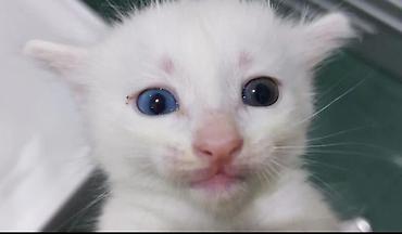 Pişiklər: Yaxşı əllərə — 12