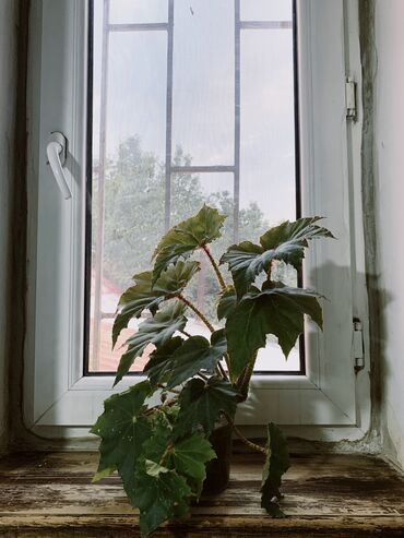 Отели и хостелы: Хостел берилет. Трудовая 24. Баардык шарты менен: кровать, төшөк — 4