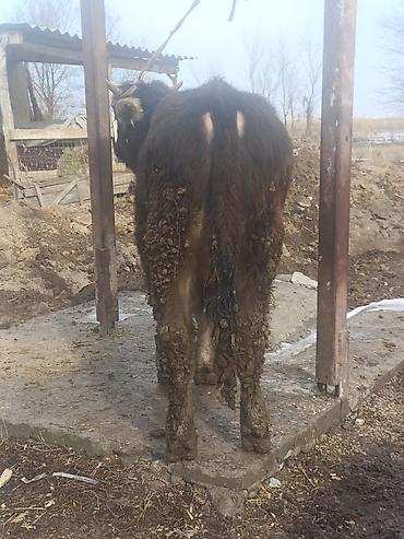 Коровы, быки: Продаю | Бык (самец) | На откорм — 10