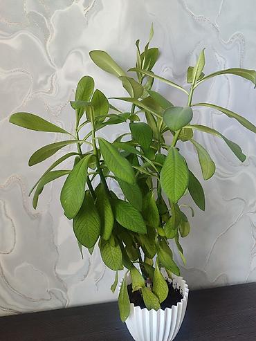 молочай: Комнатное растение – Молочай Милла (Euphorbia milii), крупный — 4