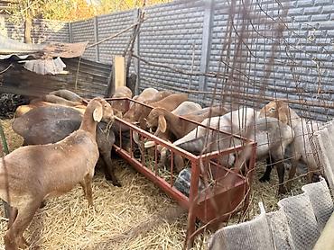 фриз лошадь купить: Продаю | Овца (самка), Ягненок | Полукровка, Арашан, Романовская | Для разведения | Племенные, Матка, Ярка — 3