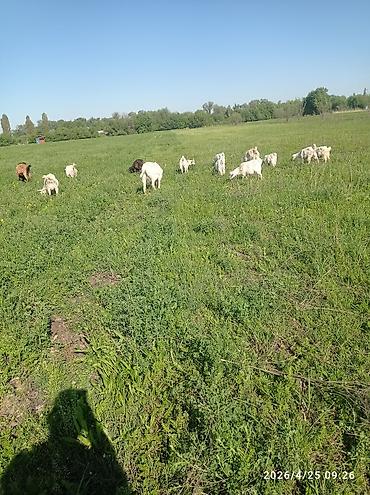 осел ишак: Продаю | Кобыла (самка) | Дончак | Рабочий | Мерин — 4