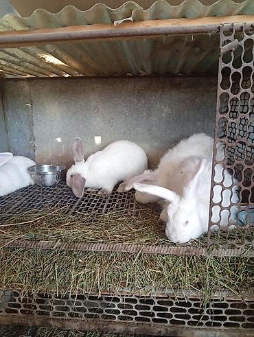 Продам с/х животных: Продаю | Кролик самец, Крольчиха (самка) — 3