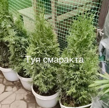 декоративные кусты: Көчөттөр дарактардын: Туялар