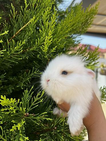ərəb dovşanı: 1 aylıq balaca🐰 Hazırda məndə bu çox şirin dovşanım var 🥹🤍 Çox şirin — 3