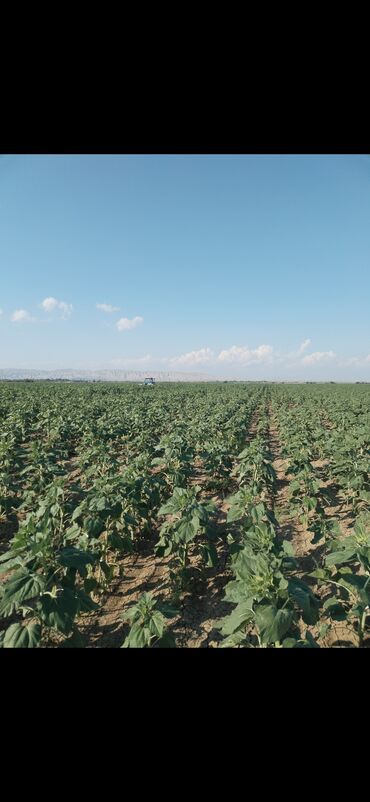 sabirabadda torpaq satilir: 6000 sot, Kupça (Çıxarış)