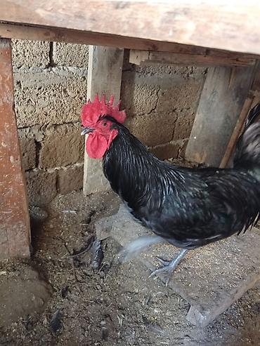 yerli xoruzlar: Xoruz, il: >5 Ünvandan götürmə — 6