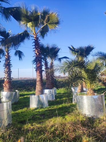 Ağaclar: Palmalar satilir 2000nen3000manatacqeder -da lalafo.az — 3 Ağaclar: Palmalar satilir 2000nen3000manatacqeder — 3