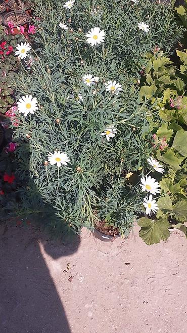 хонча новруз: Payızgülü (Chrysanthemum coronarium) – dekorativ, yeməli yarpaqlı və — 7