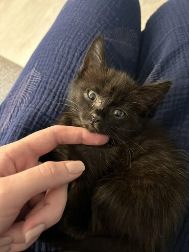 черные котята: Кошка даром: Беспородная, 2 месяца, Мальчик