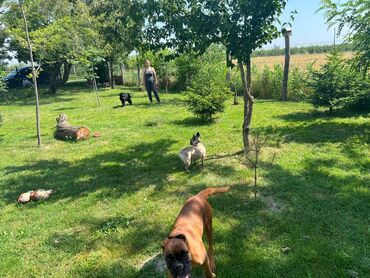 Psi: Hotel za pse Ideal Da li planirate putovanje, posao ili odmor, a ne — 11