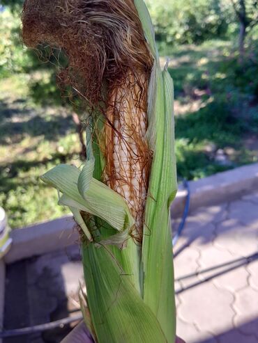 силосный: Кукуруза 🌽 на силос,2га срочно