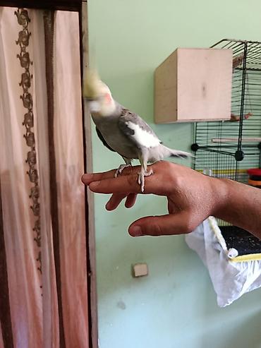 Попугаи: Nimfa (cockatiel) – əl öyrəşmiş, ünsiyyətcil və sakit xasiyyətli quş — 3