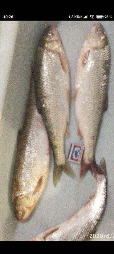 kefal balığı qiymeti: Продаю рыбу кутум и кефаль ловлю сам за 1 кг 10 манат