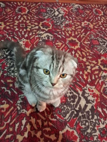 сколько стоит вислоухий котенок: Шотландский вислоухий котенок (Scottish Fold) - Порода: шотландская