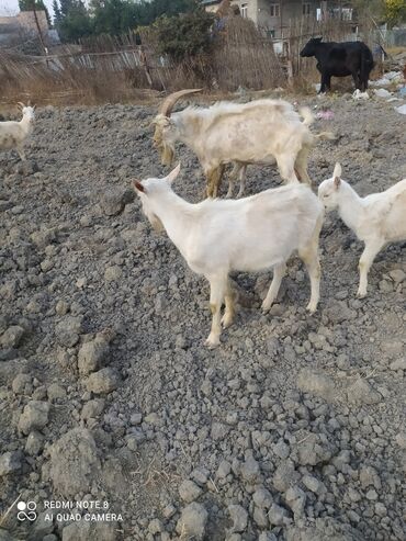 Keçi, çəpiş: Saanen tekesi — 4