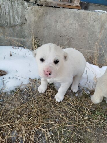 продам щенка: Алабай, 1 месяц, Самка, С прививкой