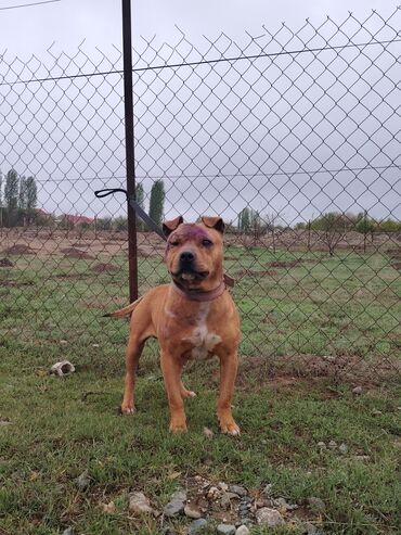 pitbull balasi: Pitbul, 3 il, Erkek, Ünvandan götürmə