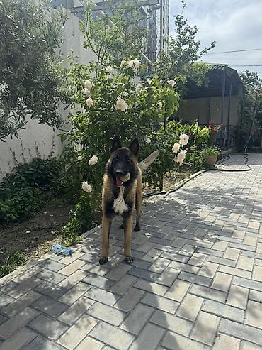 tuklu itler: Belçika çoban iti — 5